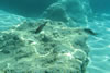 Nog een onderwaterfoto bij Amoopi.